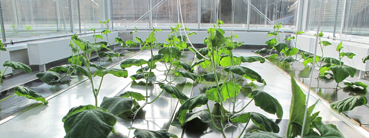 LEIBNIZ INSTITUTE FOR VEGETABLE AND ORNAMENTAL CROPS (IGZ) E.V. Econutri