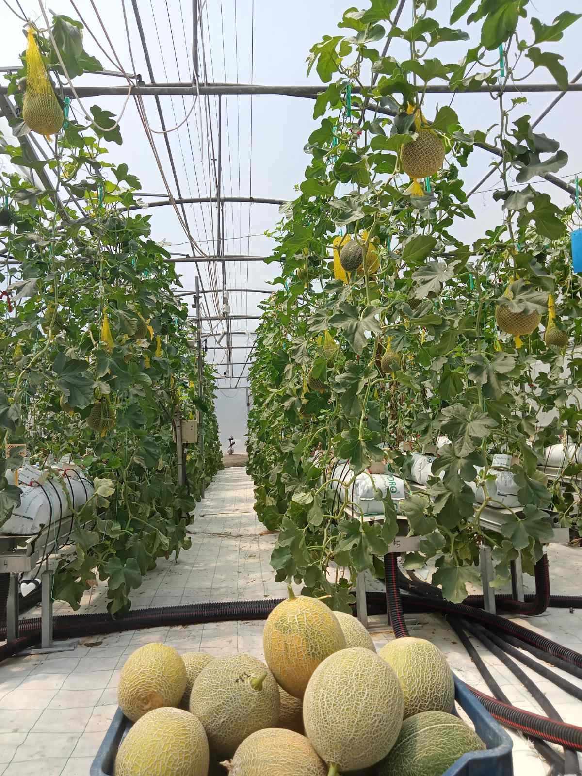 UTH testing the Cascade Hydroponic System Efficiency-2