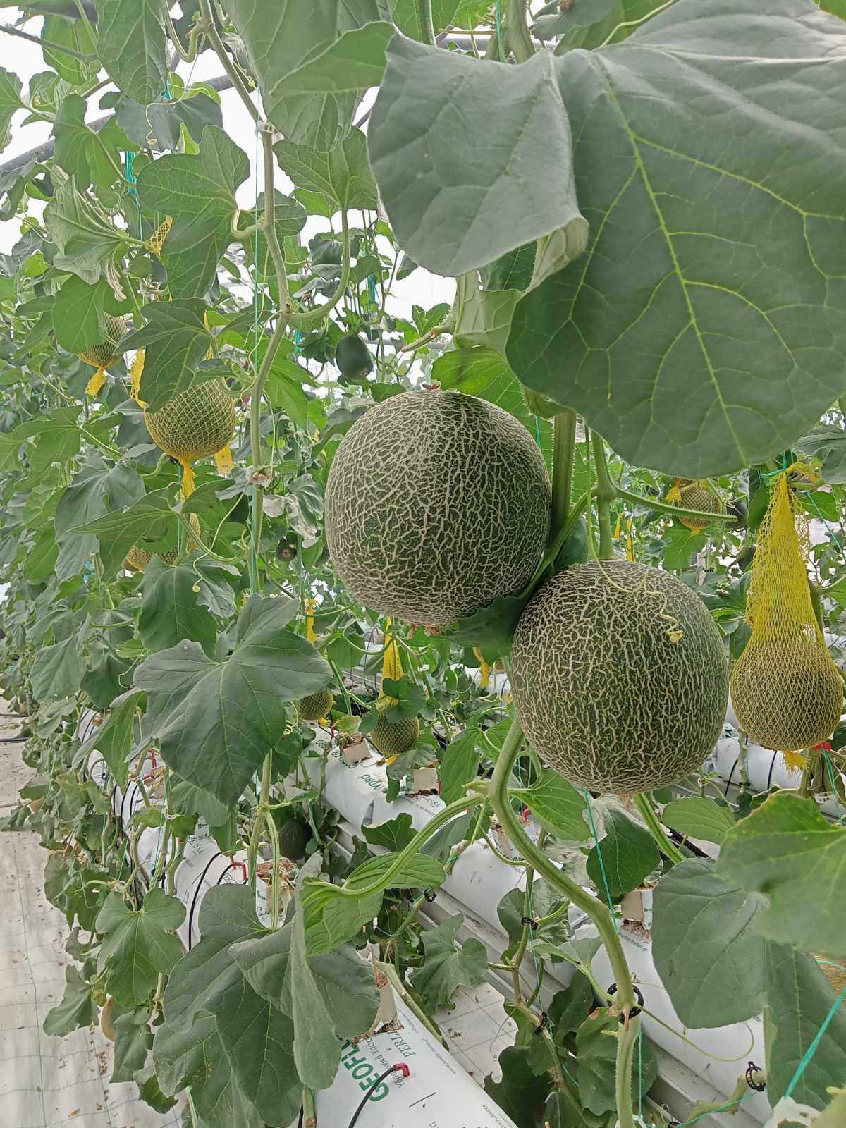 UTH testing the Cascade Hydroponic System Efficiency-3