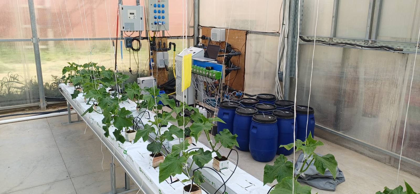 AUA at TALLHEDA Workshop on Digital Transformation in Agriculture-2